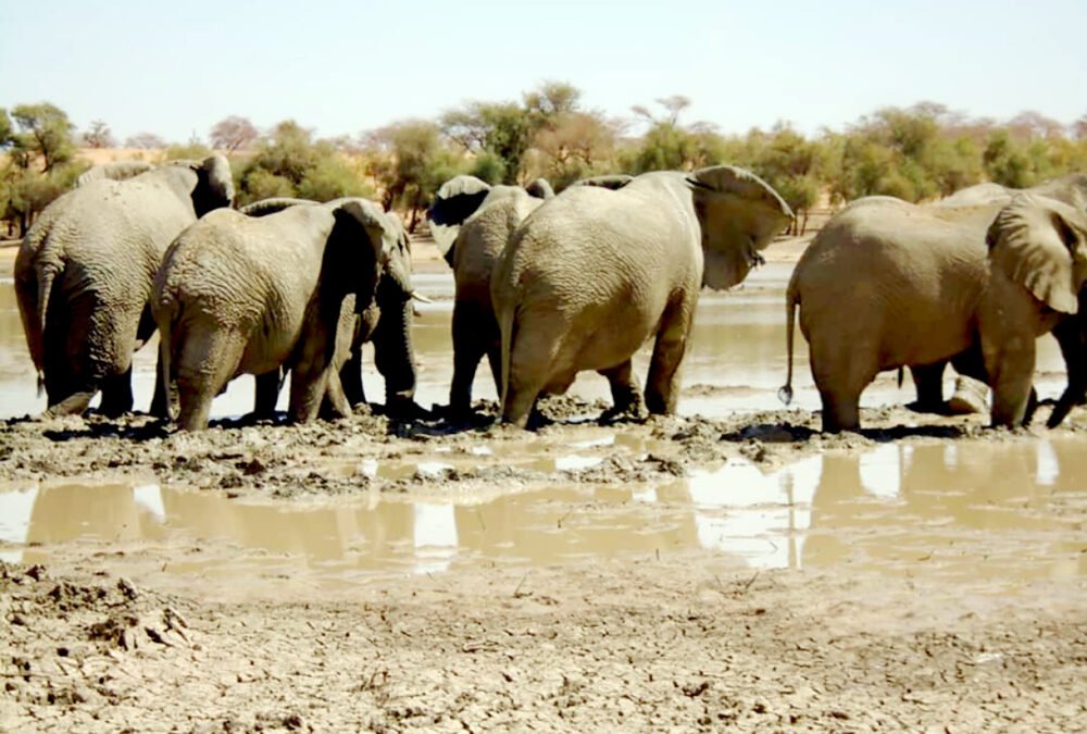 Éléphants du Gourma